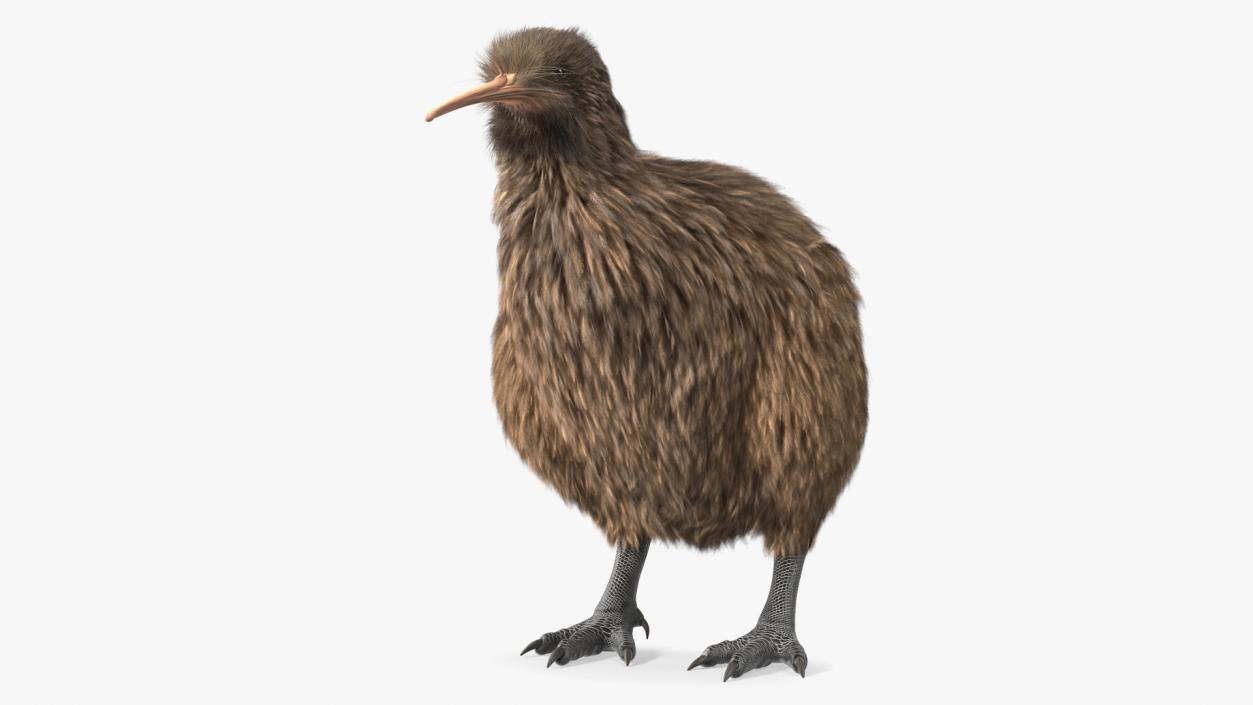 3D model Kiwi Bird Fur Rigged