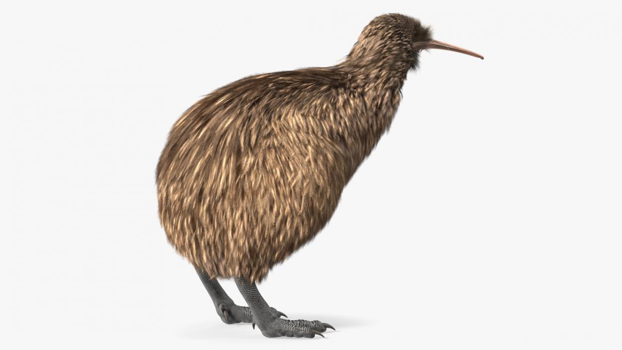 3D model Kiwi Bird Fur Rigged