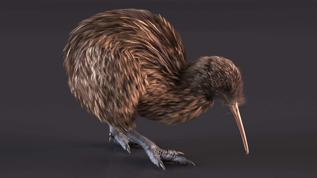 3D model Kiwi Bird Fur Rigged