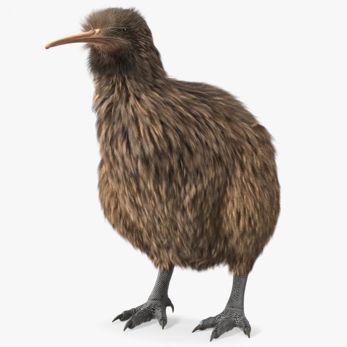 3D model Kiwi Bird Fur Rigged