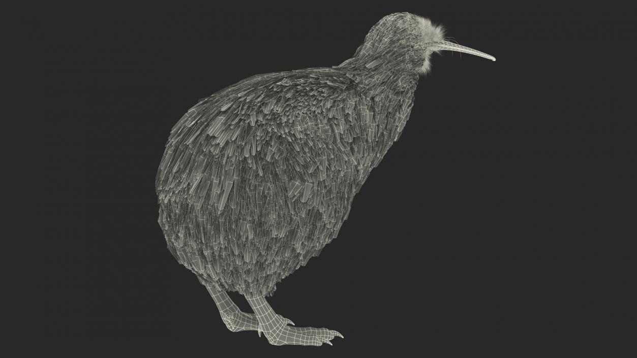 3D model Kiwi Bird Fur Rigged