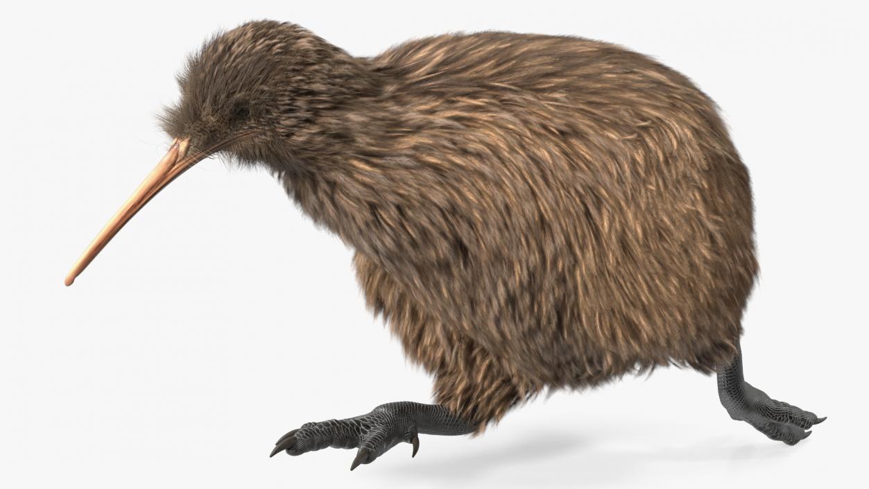 3D model Kiwi Bird Fur Rigged