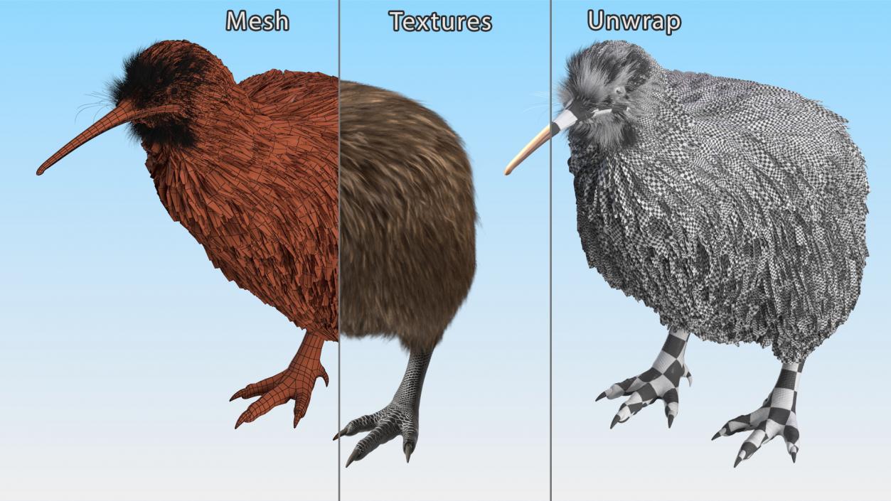 3D model Kiwi Bird Fur Rigged