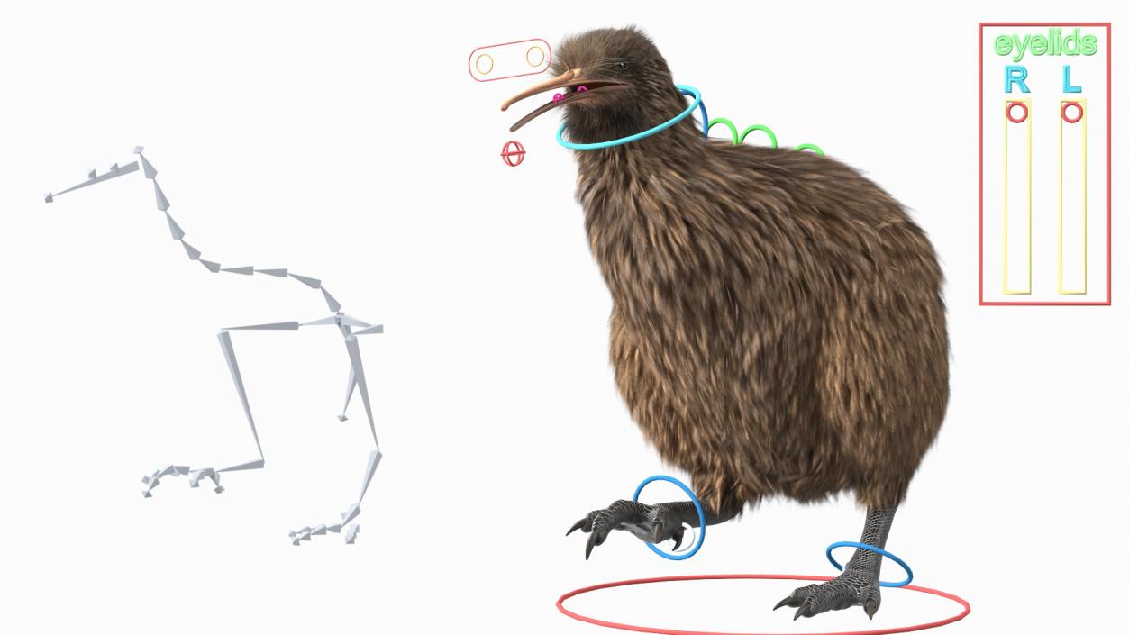 3D model Kiwi Bird Fur Rigged