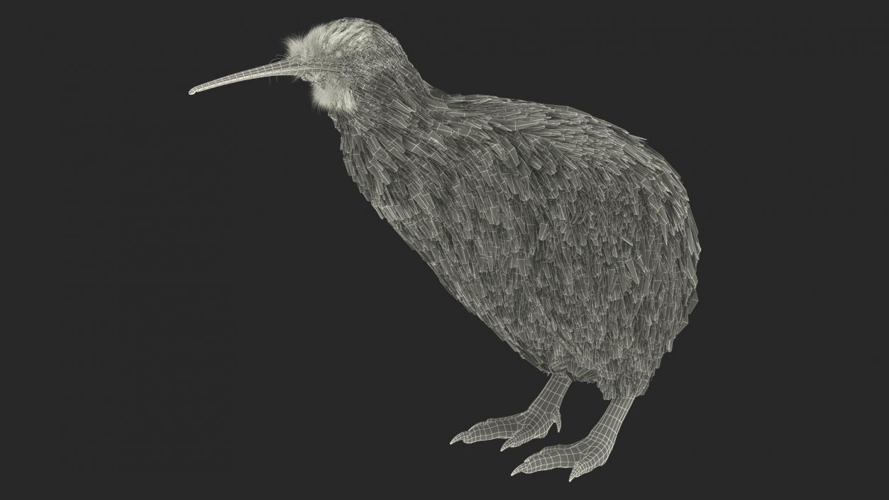 3D model Kiwi Bird Fur Rigged