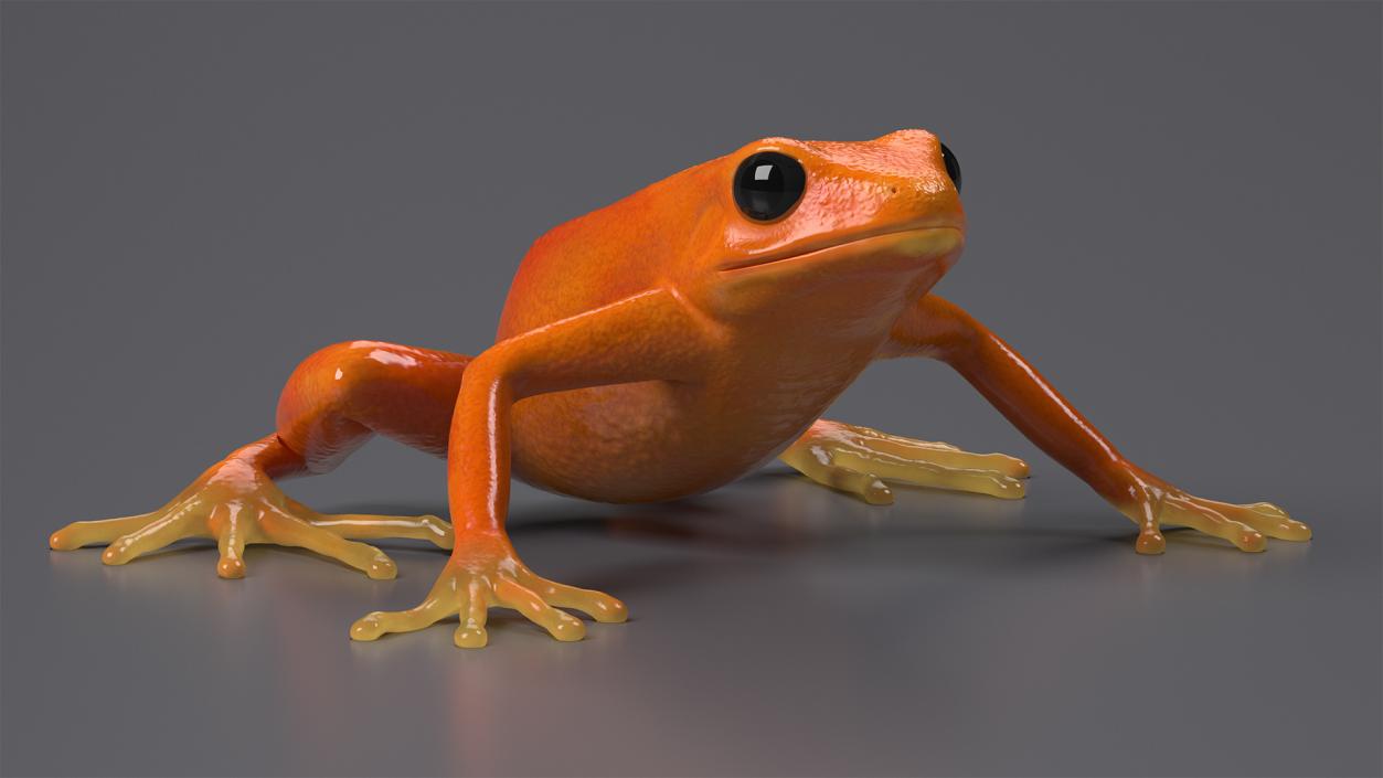 3D model Malagasy Poison Frog