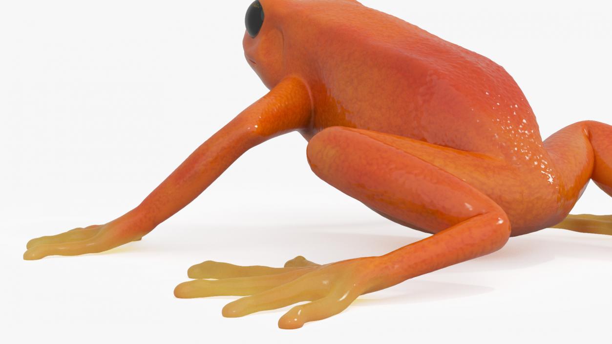 3D model Malagasy Poison Frog