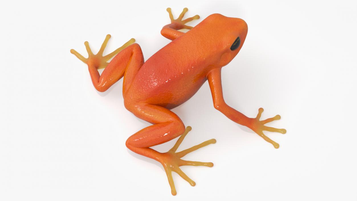 3D model Malagasy Poison Frog