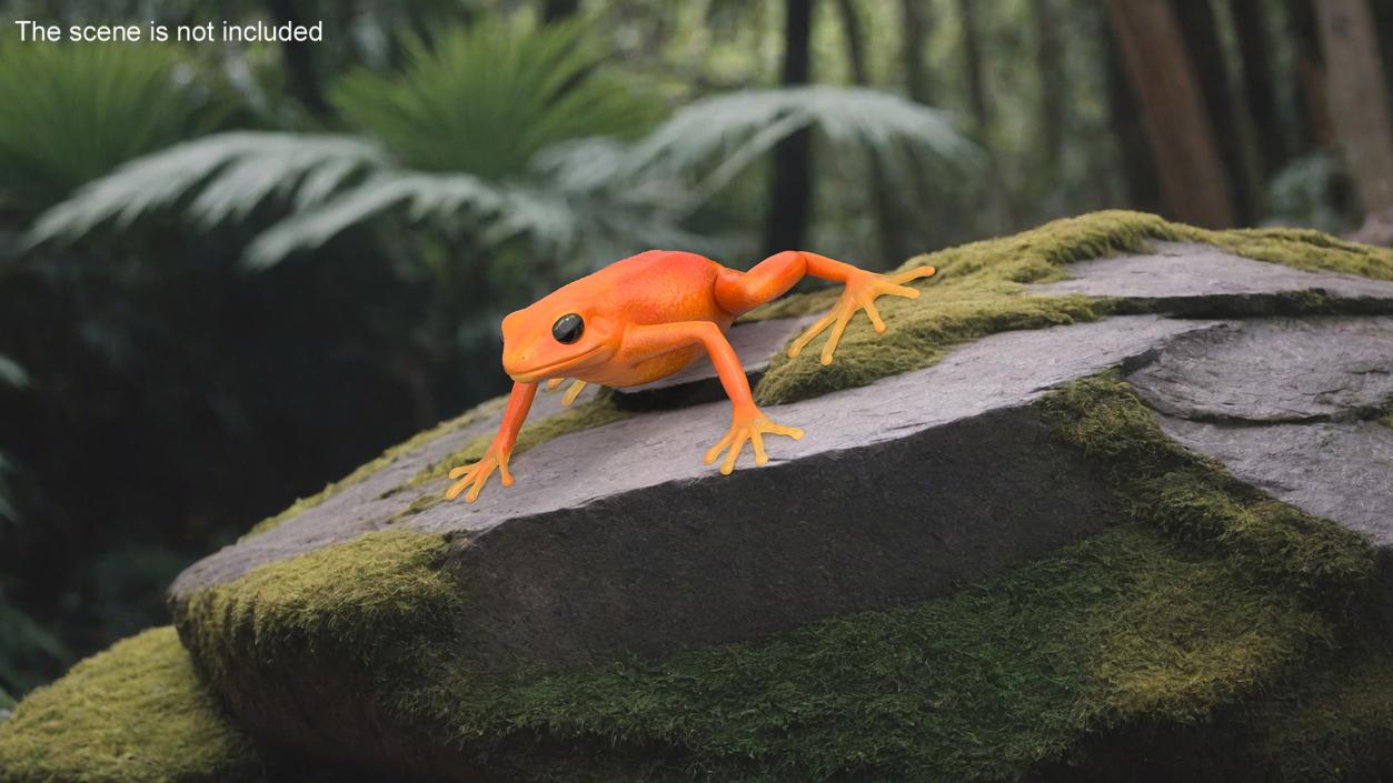 3D model Malagasy Poison Frog