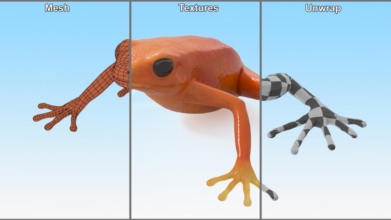 3D model Malagasy Poison Frog