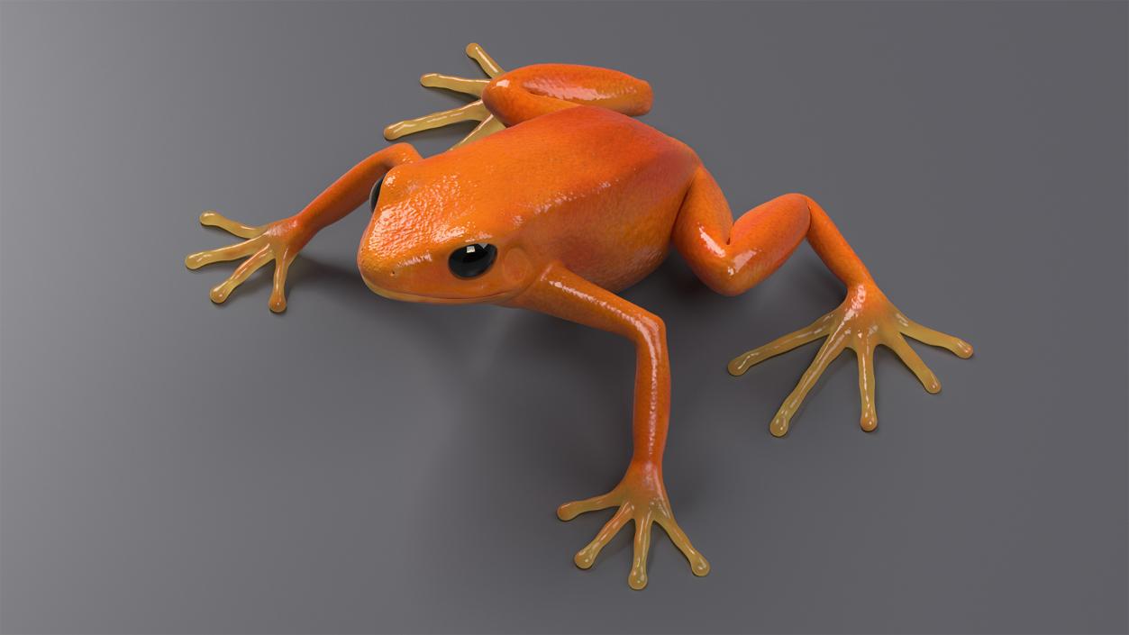 3D model Malagasy Poison Frog