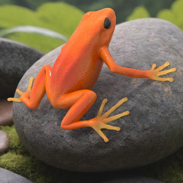 3D model Malagasy Poison Frog