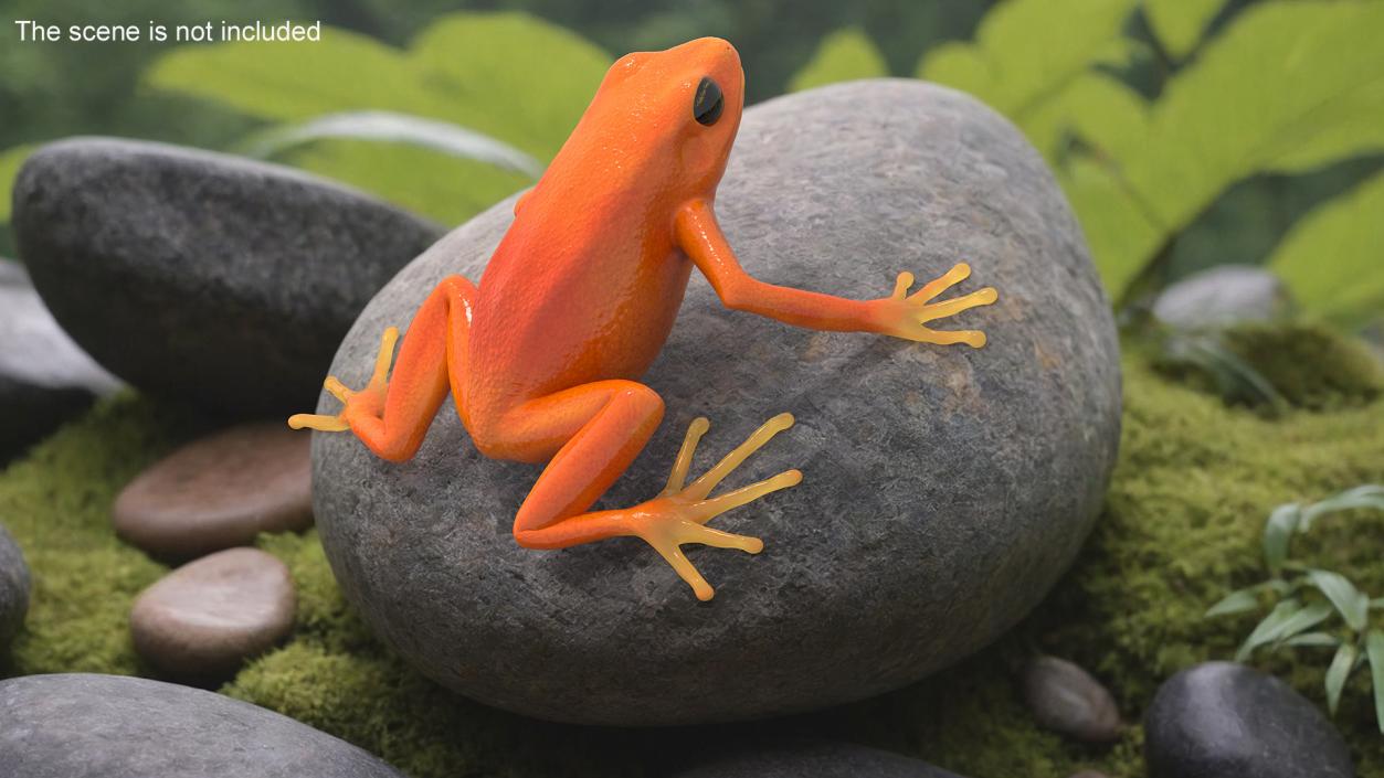 3D model Malagasy Poison Frog