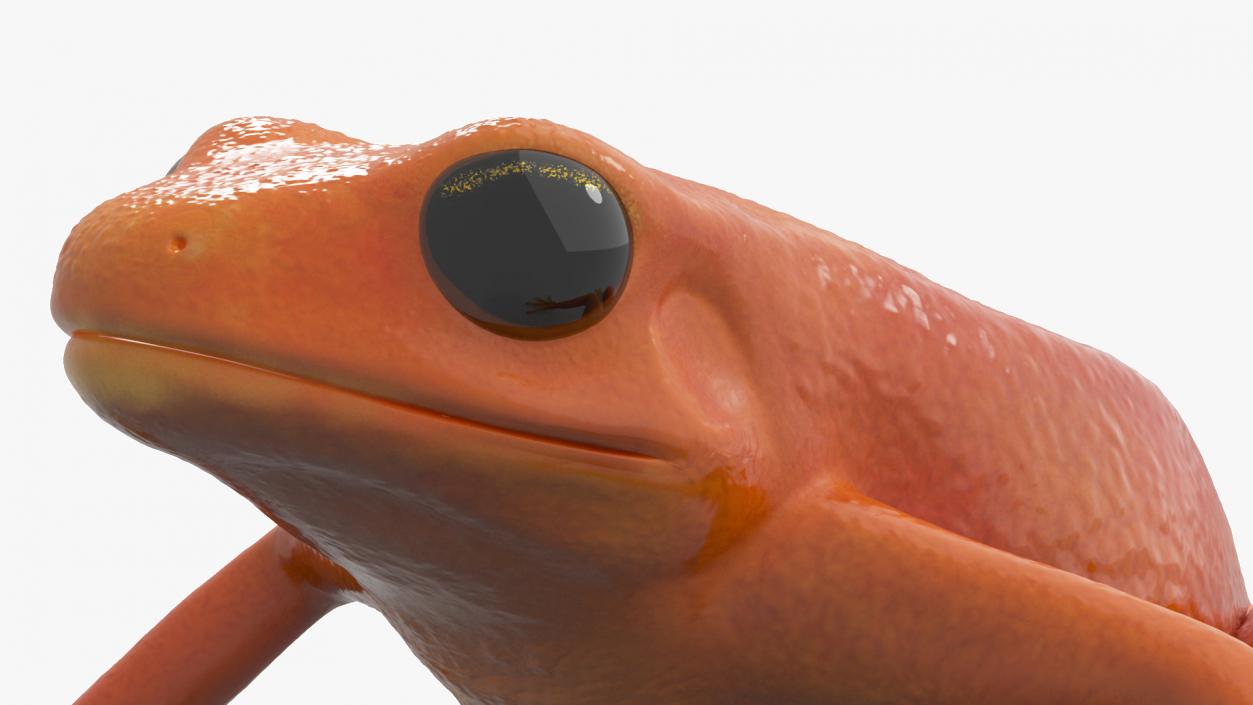 3D model Malagasy Poison Frog