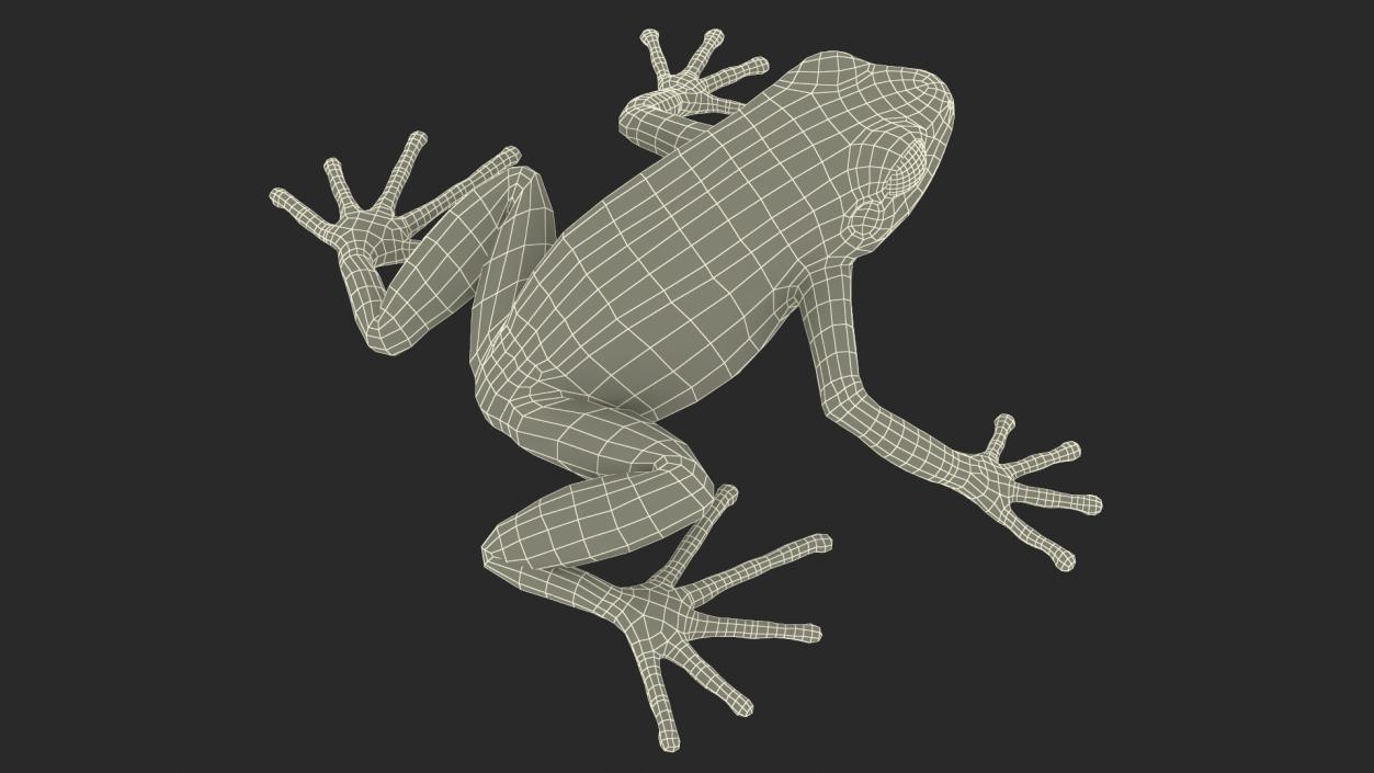 3D model Malagasy Poison Frog