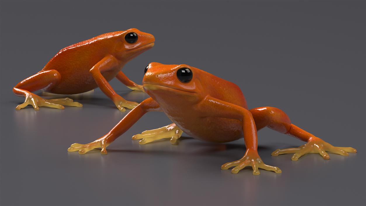 3D model Malagasy Poison Frog