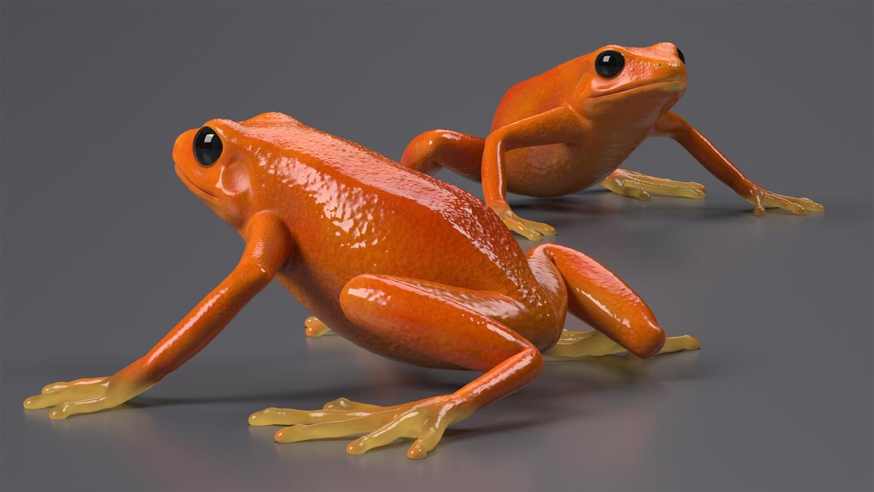 3D model Malagasy Poison Frog