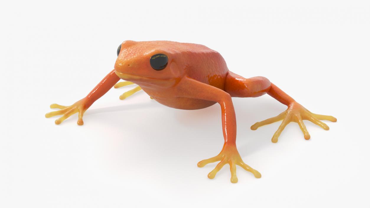 3D model Malagasy Poison Frog