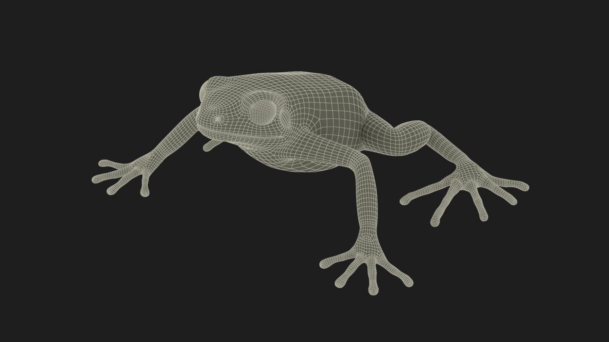 3D model Malagasy Poison Frog