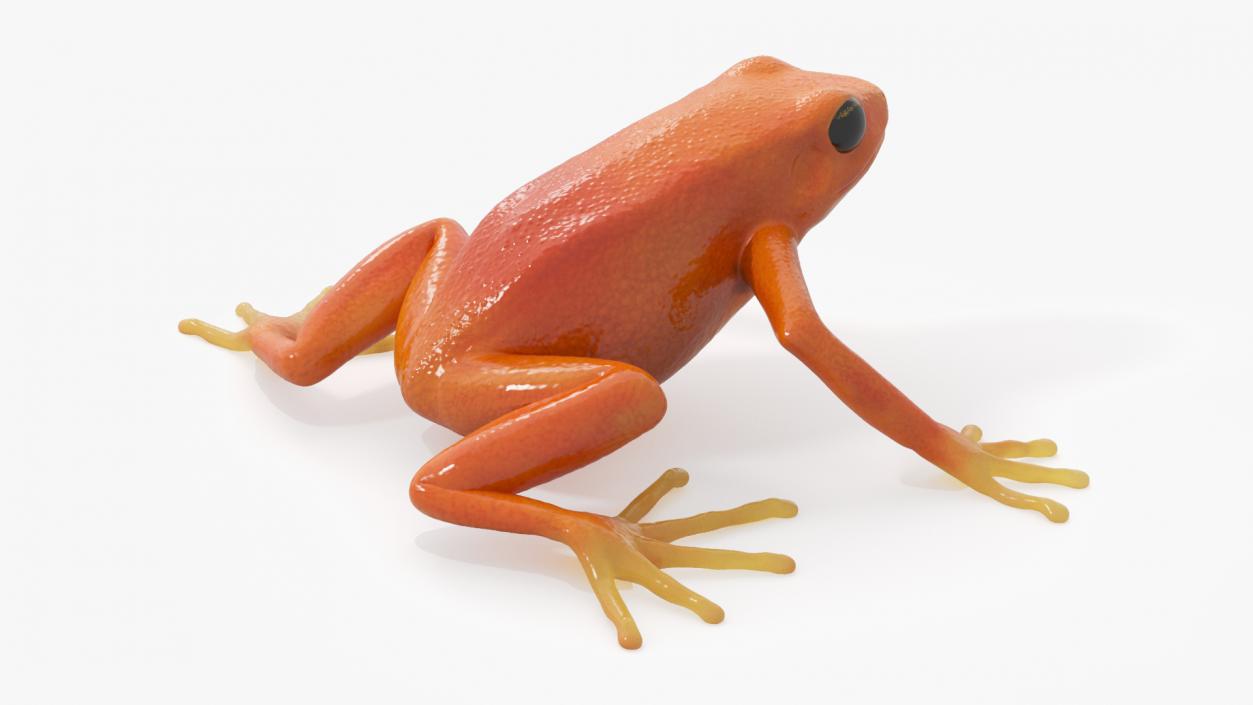 3D model Malagasy Poison Frog