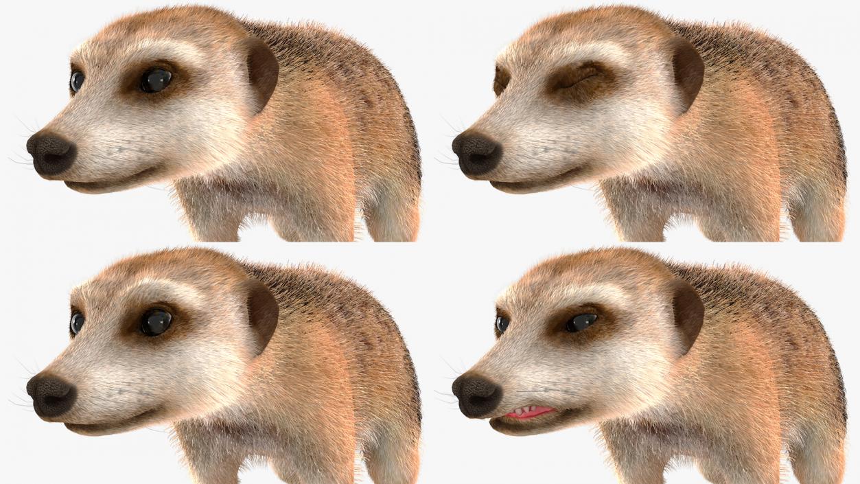 3D Meerkat Rigged Fur model