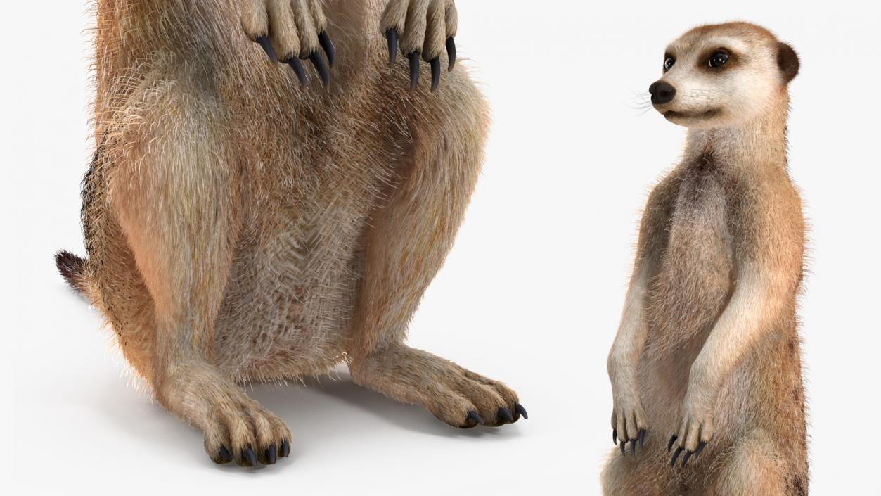 3D Meerkat Rigged Fur model