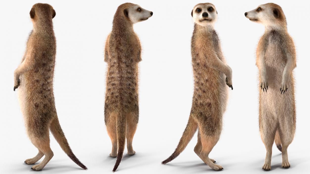 3D Meerkat Rigged Fur model