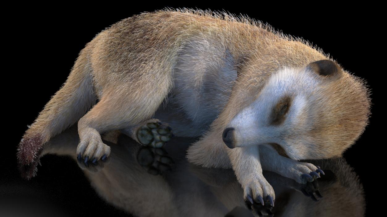 3D Meerkat Rigged Fur model