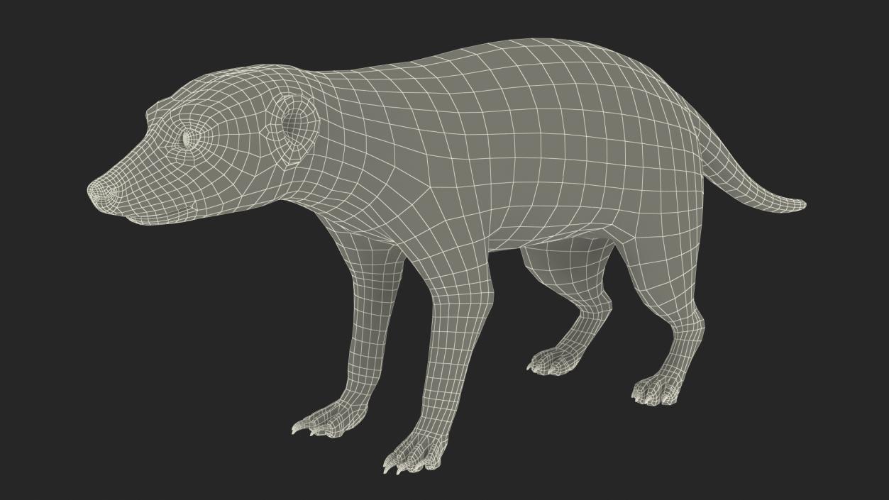 3D Meerkat Rigged Fur model