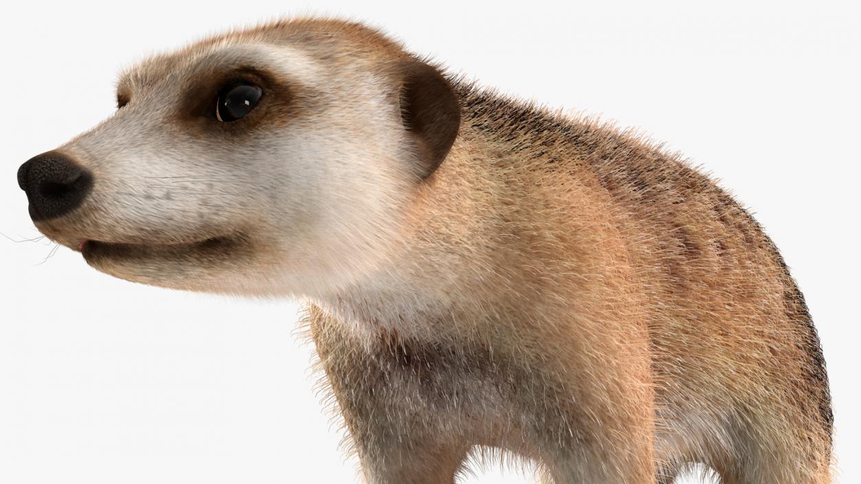 3D Meerkat Rigged Fur model