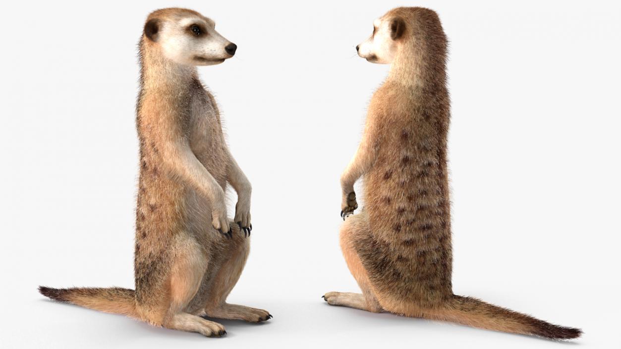 3D Meerkat Rigged Fur model