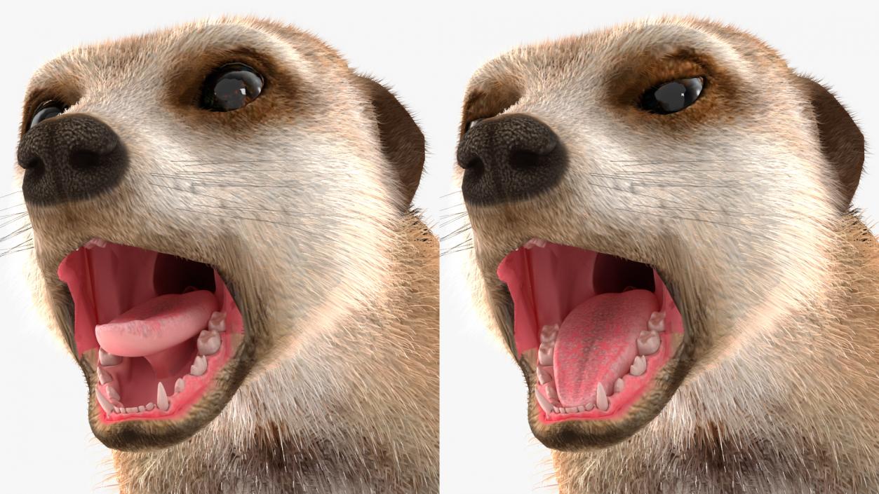 3D Meerkat Rigged Fur model