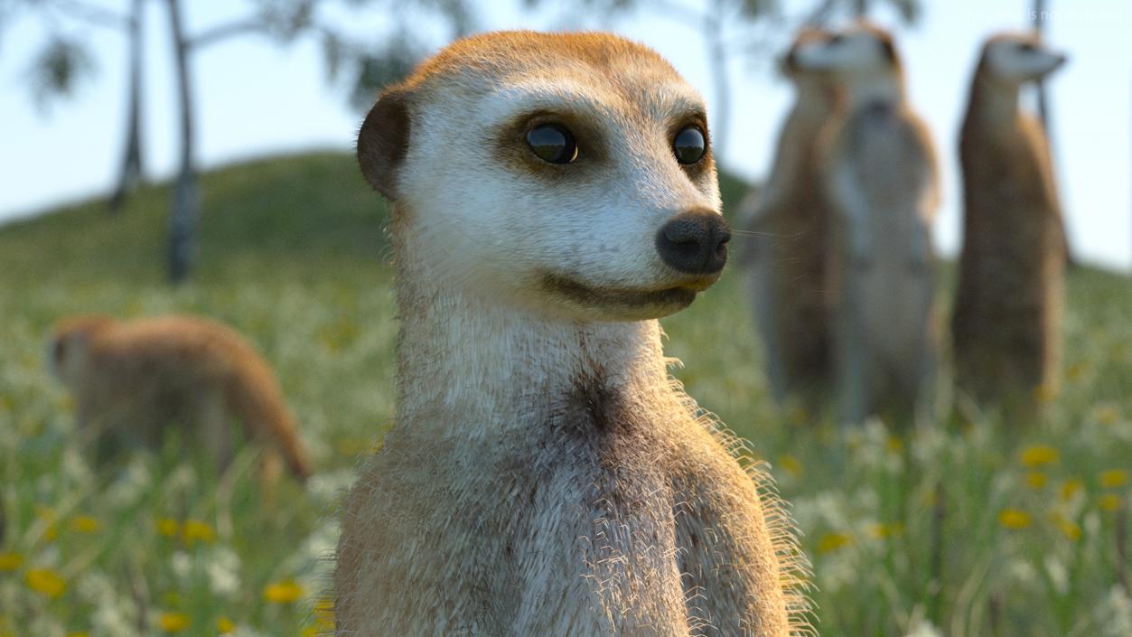 3D Meerkat Rigged Fur model