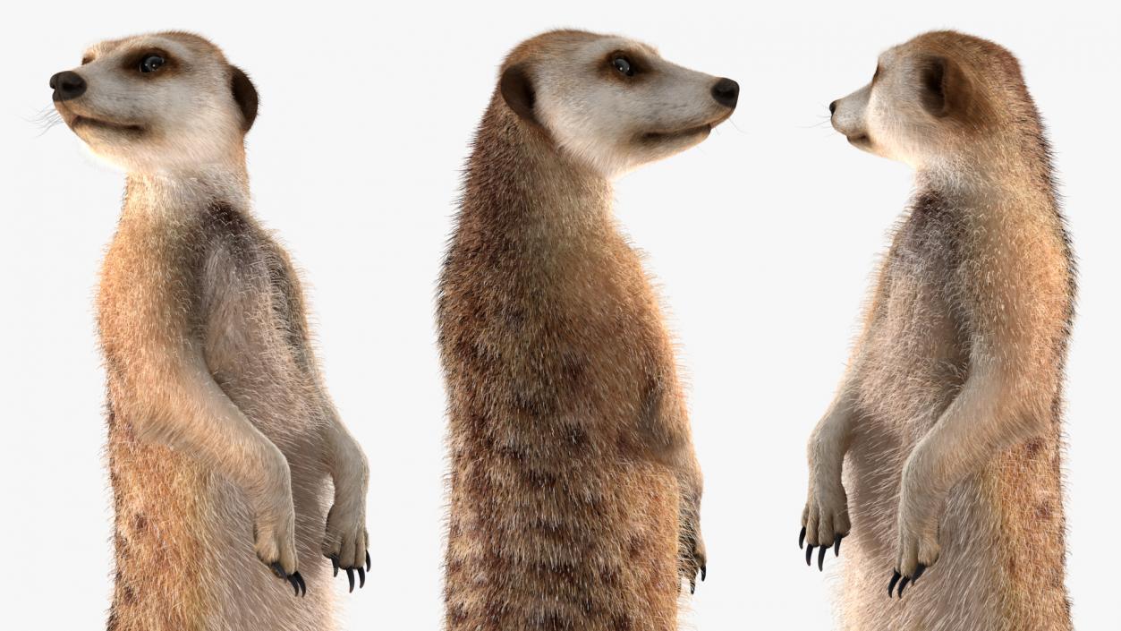 3D Meerkat Rigged Fur model