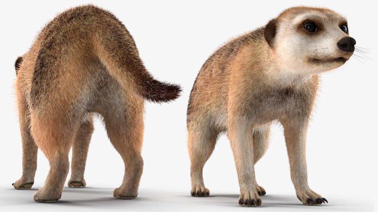 3D Meerkat Rigged Fur model