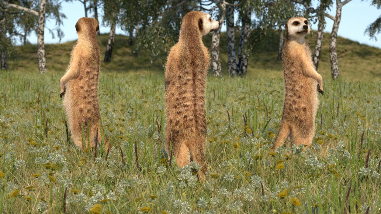 3D Meerkat Rigged Fur model