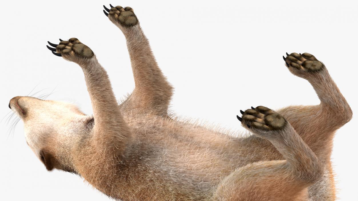 3D Meerkat Rigged Fur model