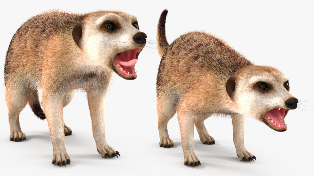 3D Meerkat Rigged Fur model