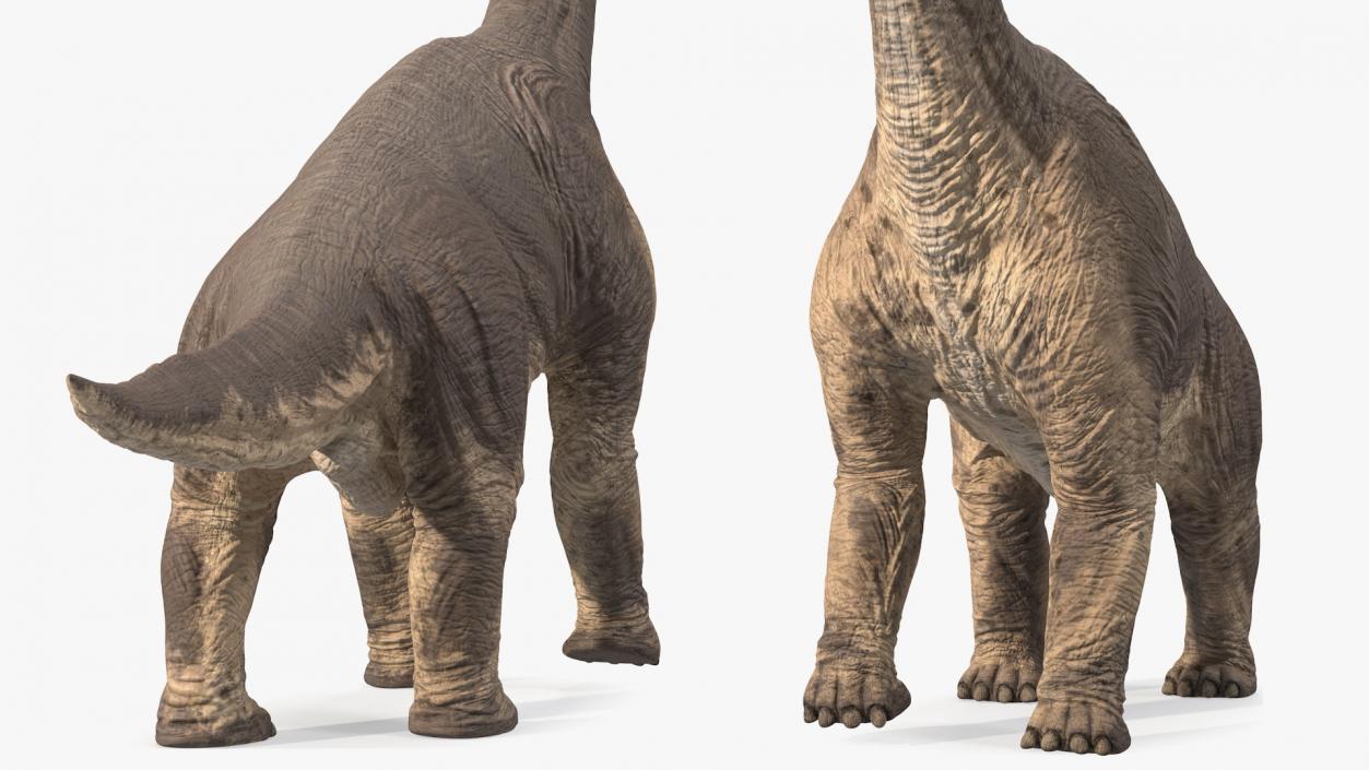 3D Brachiosaurus Walking Pose