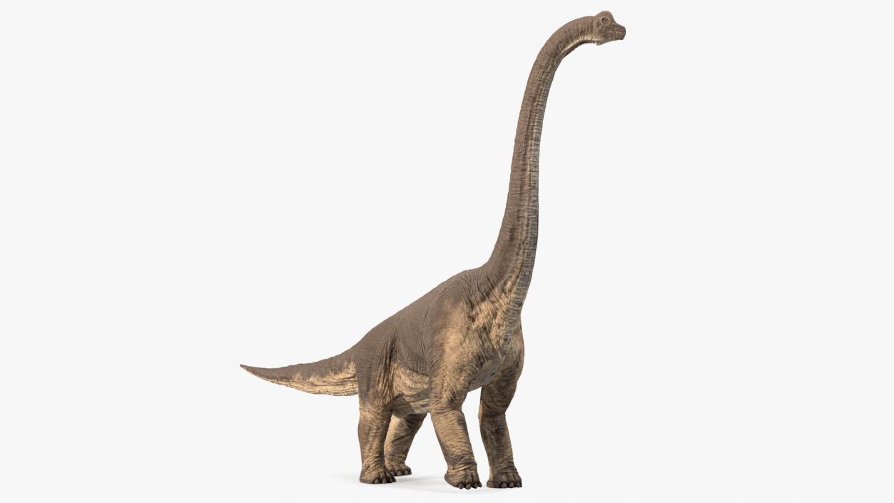 3D Brachiosaurus Walking Pose