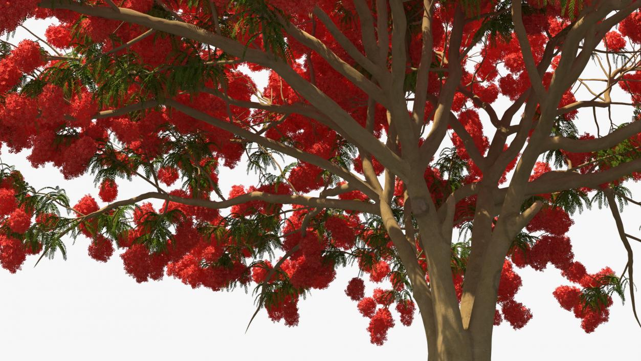 3D Delonix Regia Tree model