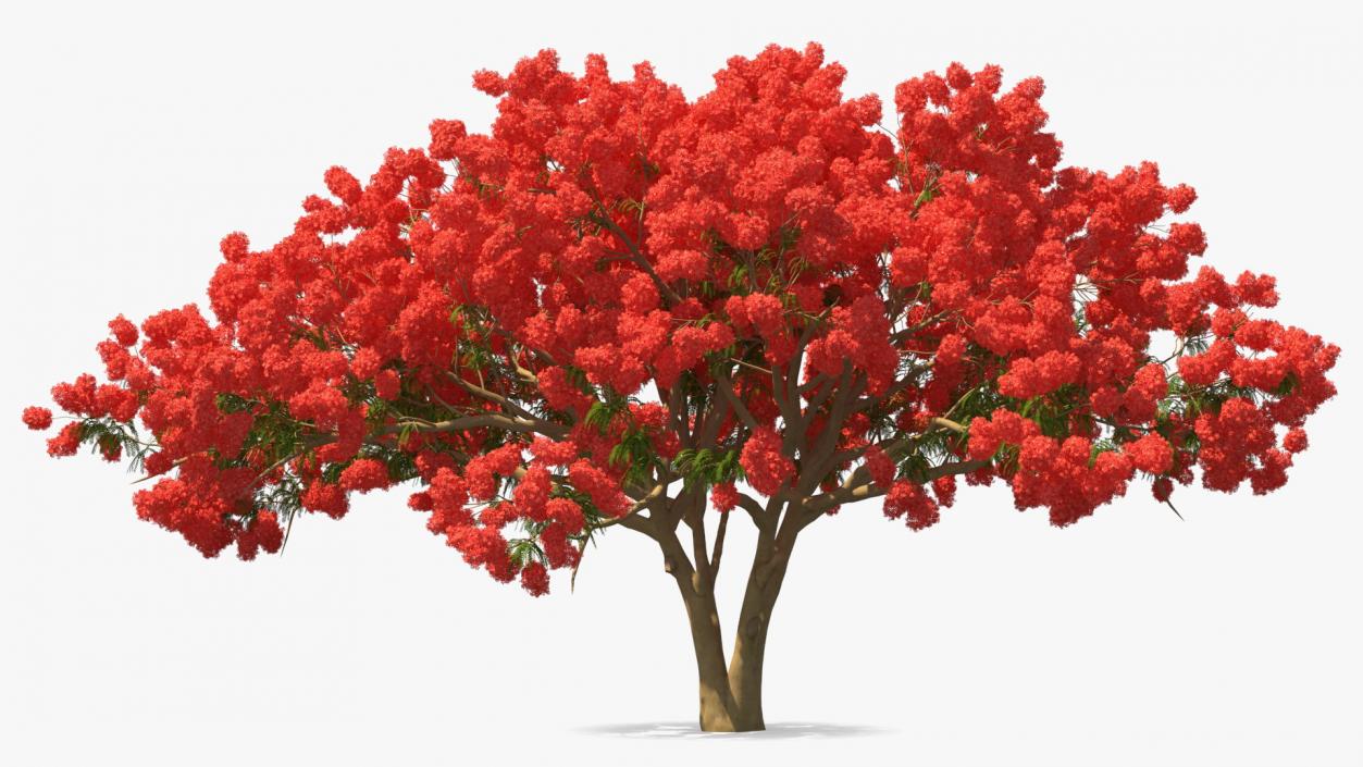 3D Delonix Regia Tree model