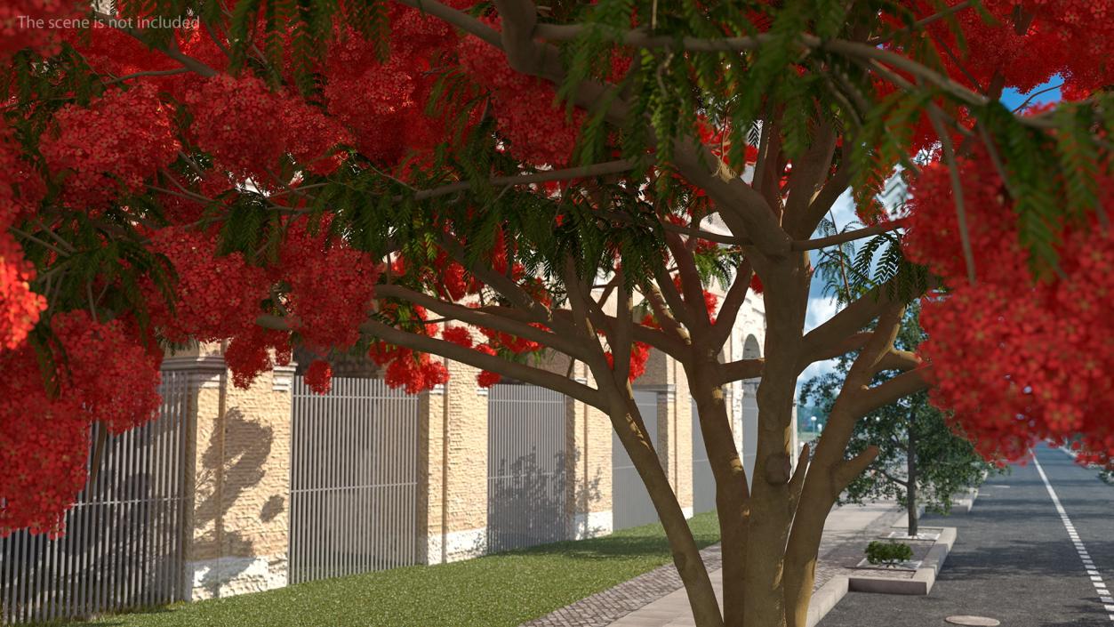 3D Delonix Regia Tree model