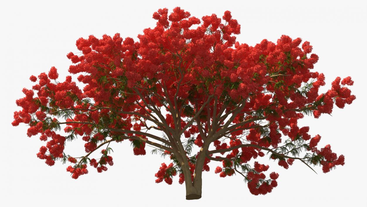 3D Delonix Regia Tree model