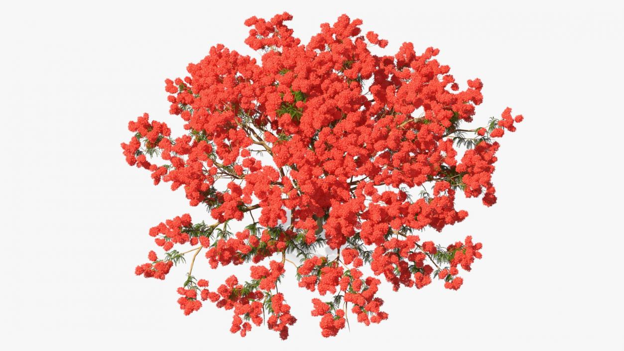 3D Delonix Regia Tree model