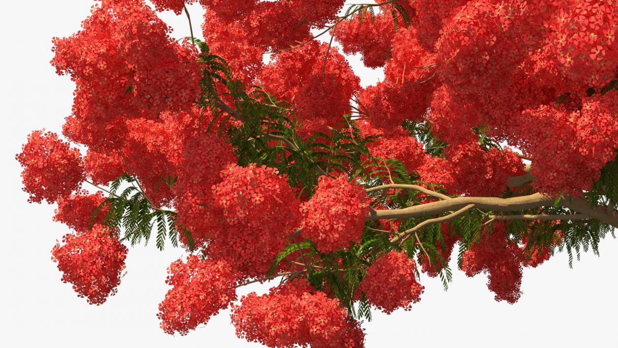 3D Delonix Regia Tree model