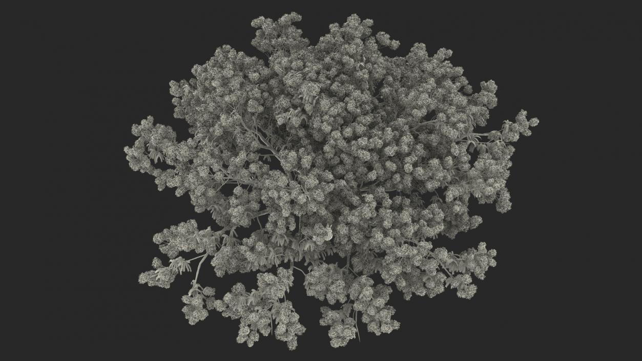 3D Delonix Regia Tree model