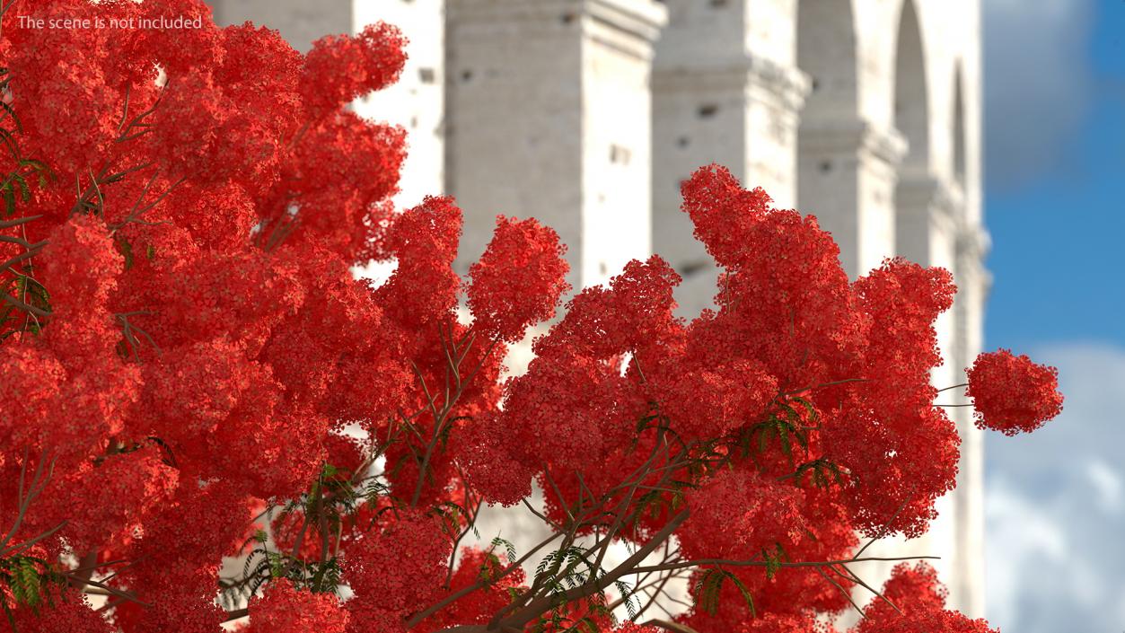 3D Delonix Regia Tree model