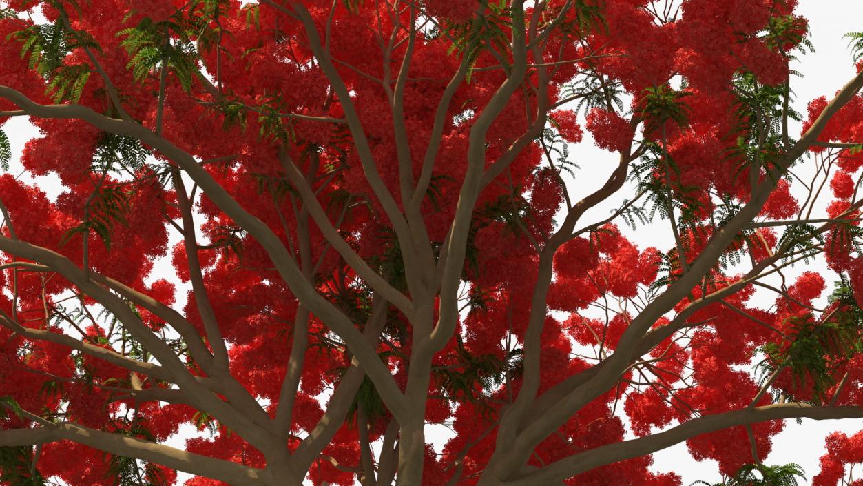 3D Delonix Regia Tree model