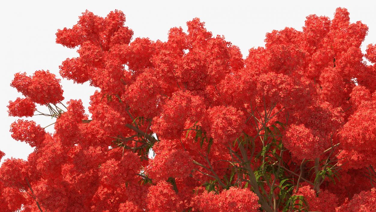 3D Delonix Regia Tree model